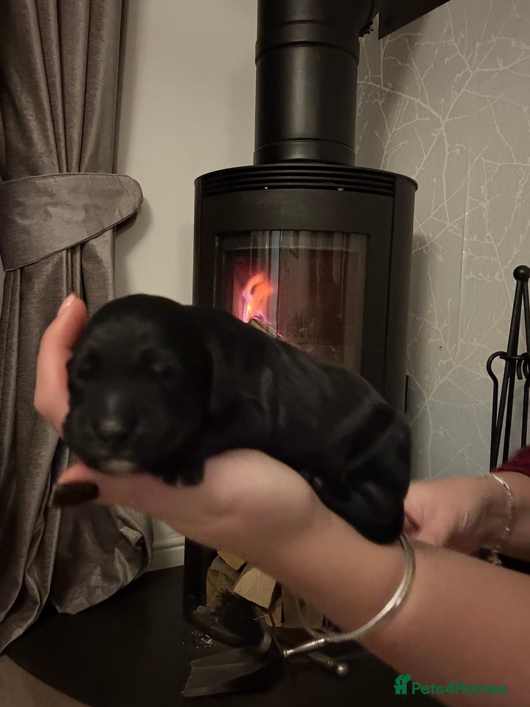 Cocker Spaniel dogs for sale: 7 cocker spaniel puppies for sale  - Advert 21