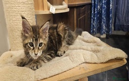 Maine Coon cats for sale: GCCF registered MC kittens  - Image 12