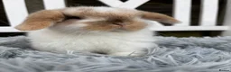 Mini Lop rabbits for sale: Gorgeous mini lop boy  - Advert 3