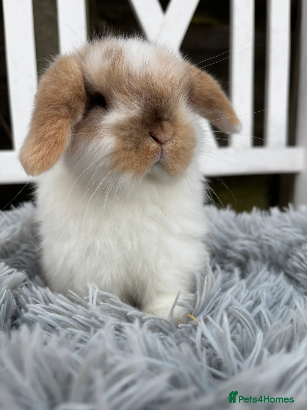 Mini Lop rabbits for sale: Gorgeous mini lop boy  - Advert 3