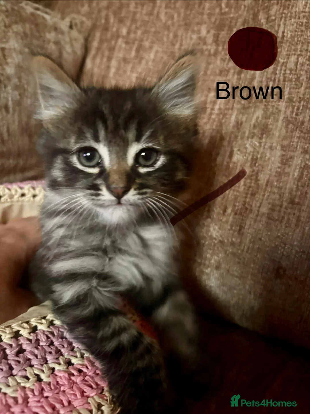 Mixed Breed cats for sale: 8 week old kittens ready for forever homes - Advert 1