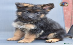 German Shepherd dogs for sale: 🤩💥READY NOW 🤩💥German shepherd puppies  - Image 14