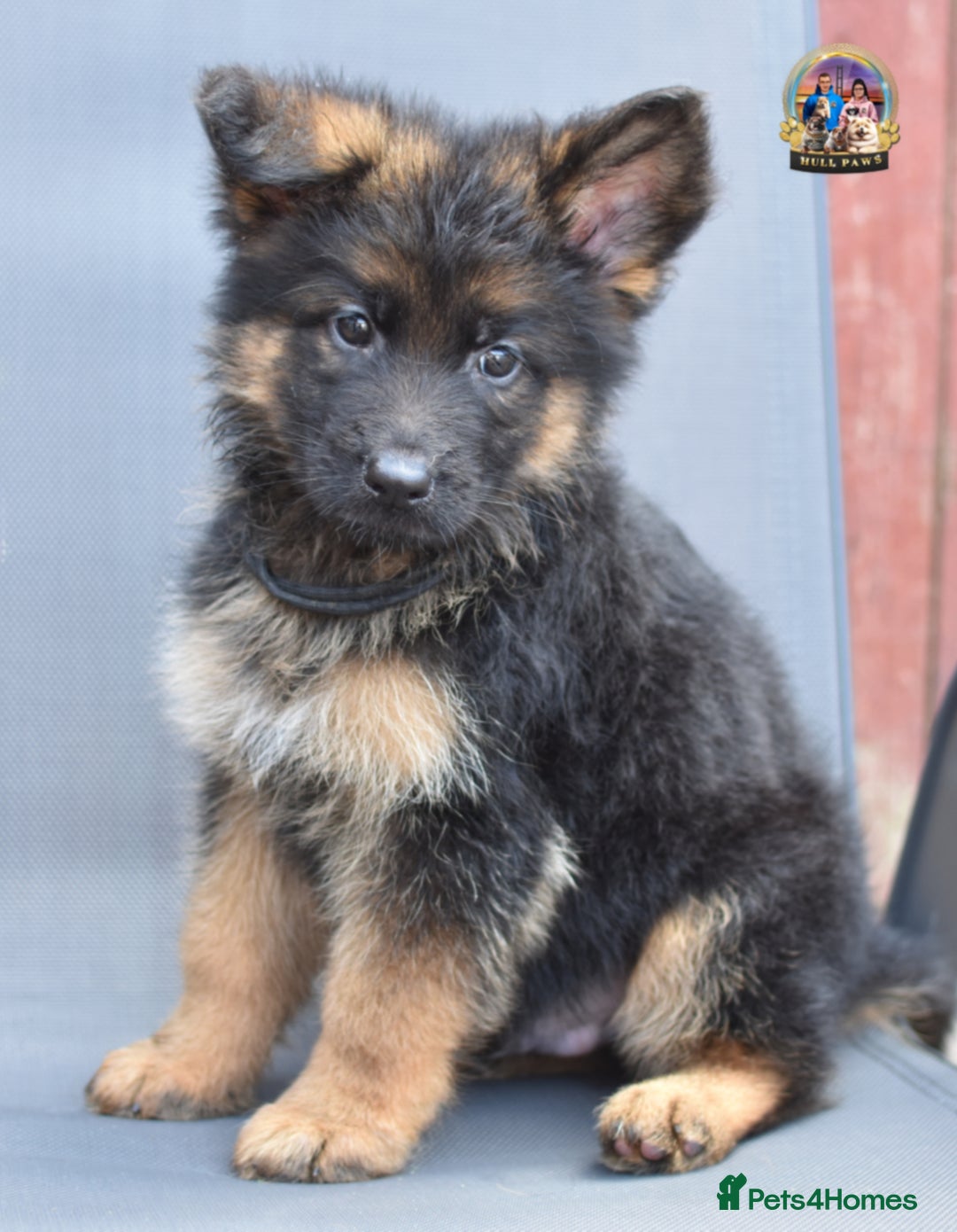 German Shepherd dogs for sale: 🤩💥READY NOW 🤩💥German shepherd puppies  - Image 14