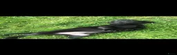 Labrador Retriever dogs for sale: Fantastic Labrador Pups - Advert 8