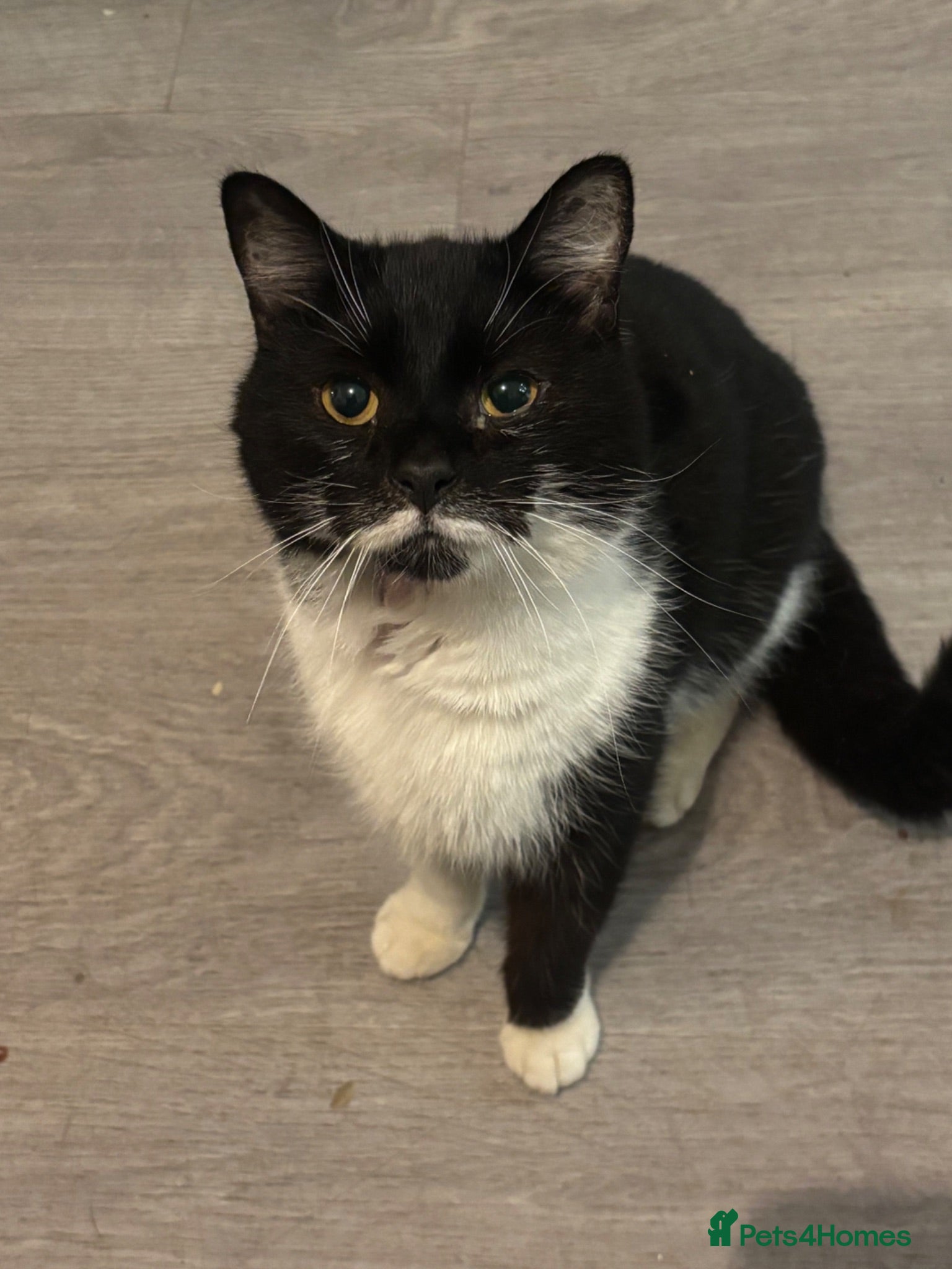 Mixed Breed cats Beautiful boy looking for a new home - Advert 1