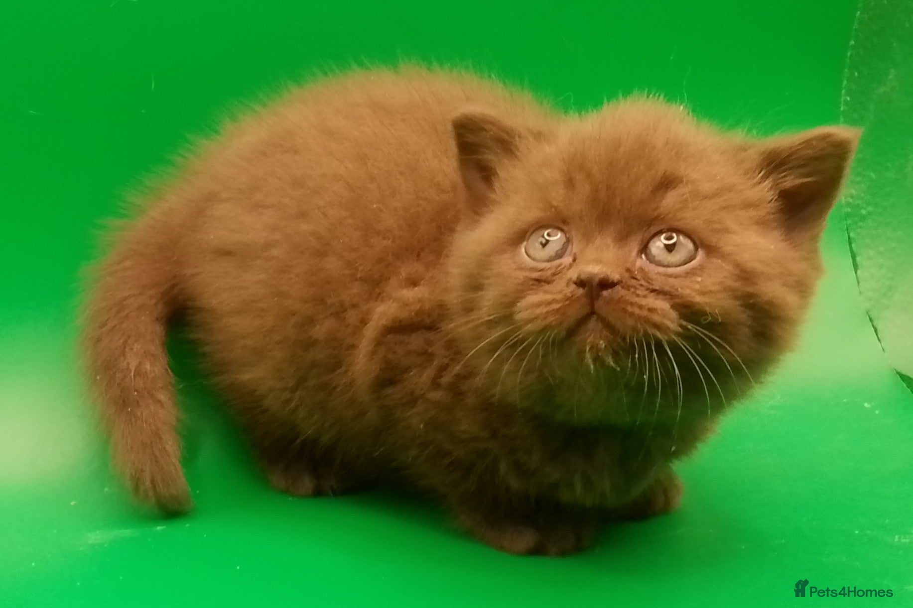 British Shorthair cats Beautiful Cinnamon Chocklate kittens  - Advert 19