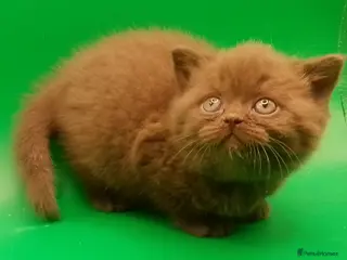 British Shorthair cats Beautiful Cinnamon Chocklate kittens - Advert 19