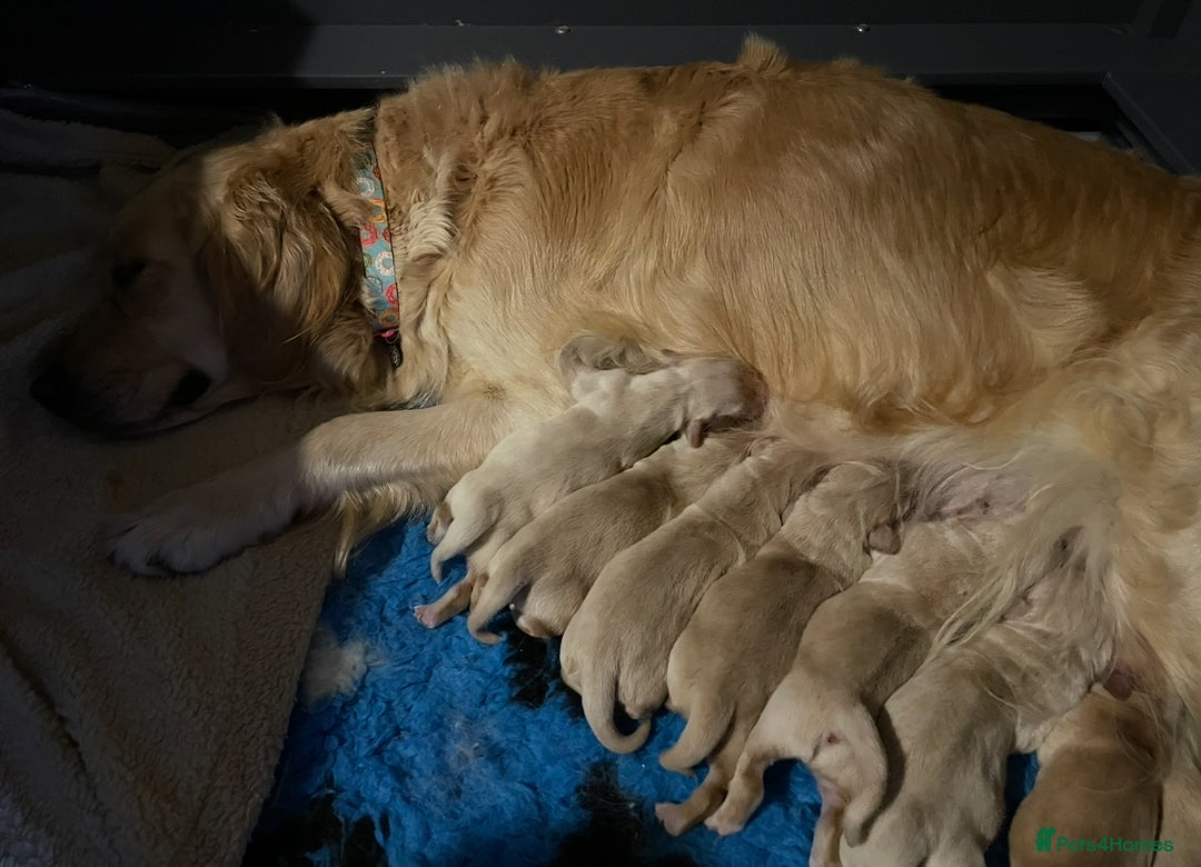 Golden Retriever dogs for sale: Rare & wonderful petite golden retrievers - Image 26