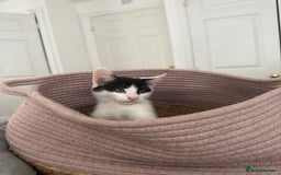 Mixed Breed cats for sale: READY NOW- 2 F Left. Beautiful Natures in Northampton - Image 2