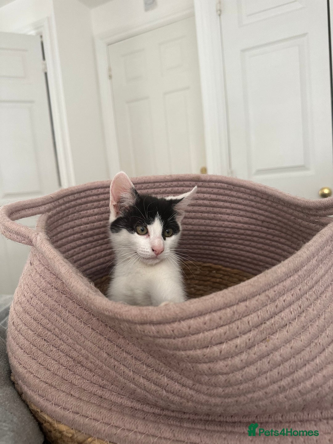 Mixed Breed cats for sale: READY NOW- 2 F Left. Beautiful Natures in Northampton - Image 2