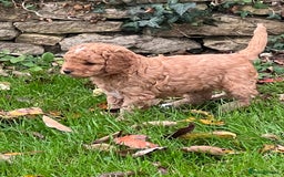 Cockapoo dogs for sale: F1b Toy Cockapoos 5⭐️ Licensed Breeder DNA Clear - Image 7