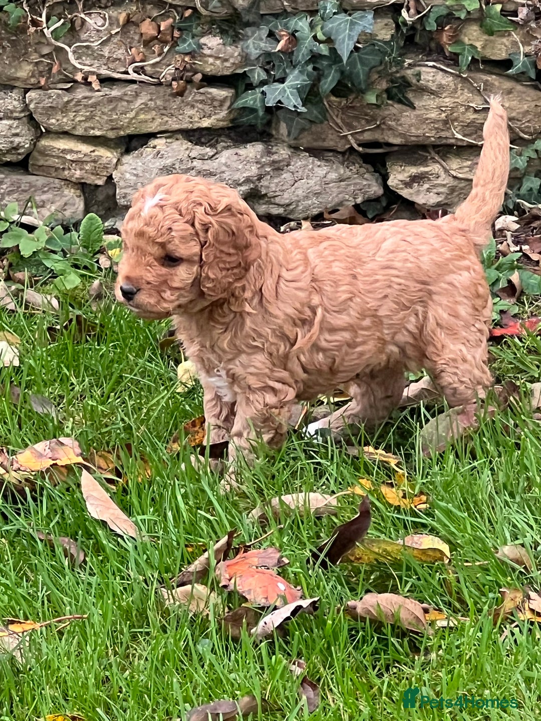 Cockapoo dogs for sale: F1b Toy Cockapoos 5⭐️ Licensed Breeder DNA Clear - Image 7