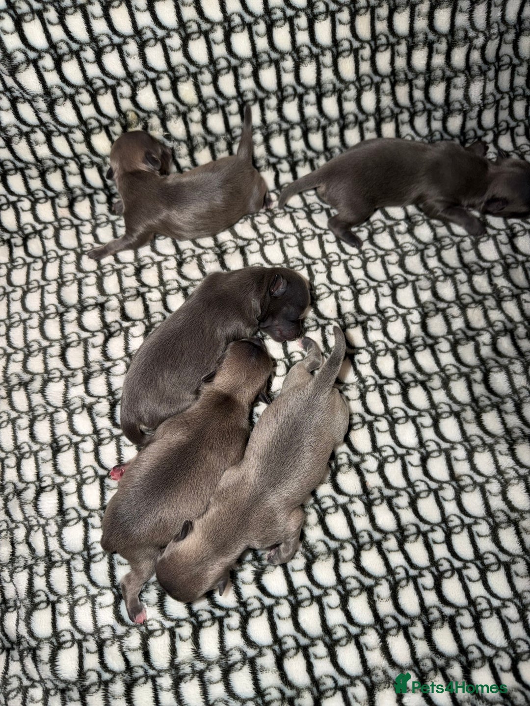 Chihuahua dogs for sale: Fluffy chihuahuas - Advert 8