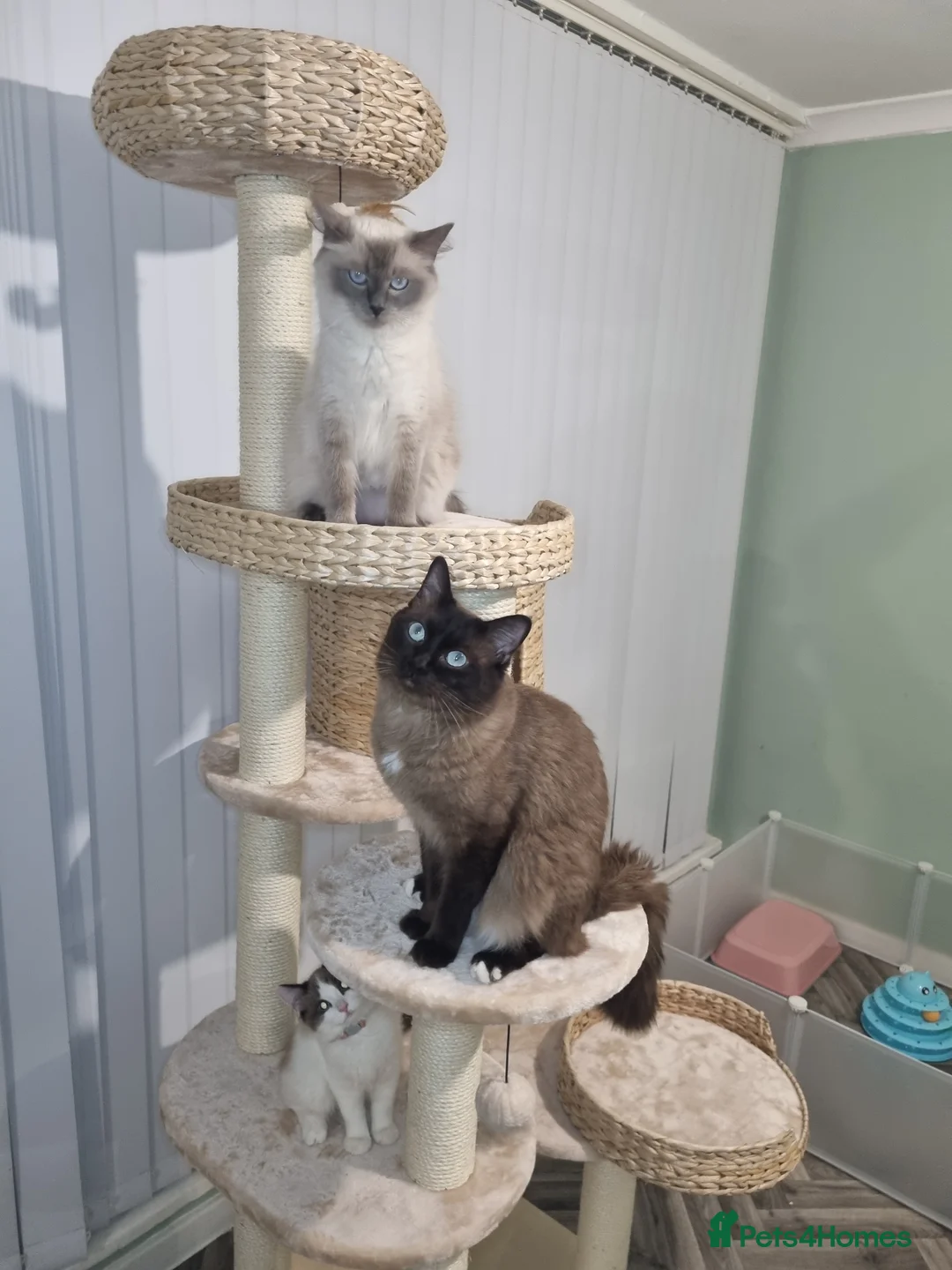 Ragdoll cats for stud: Ragdoll Seal Sepia Stud Genetically Tested 🐾 in London - Advert 19