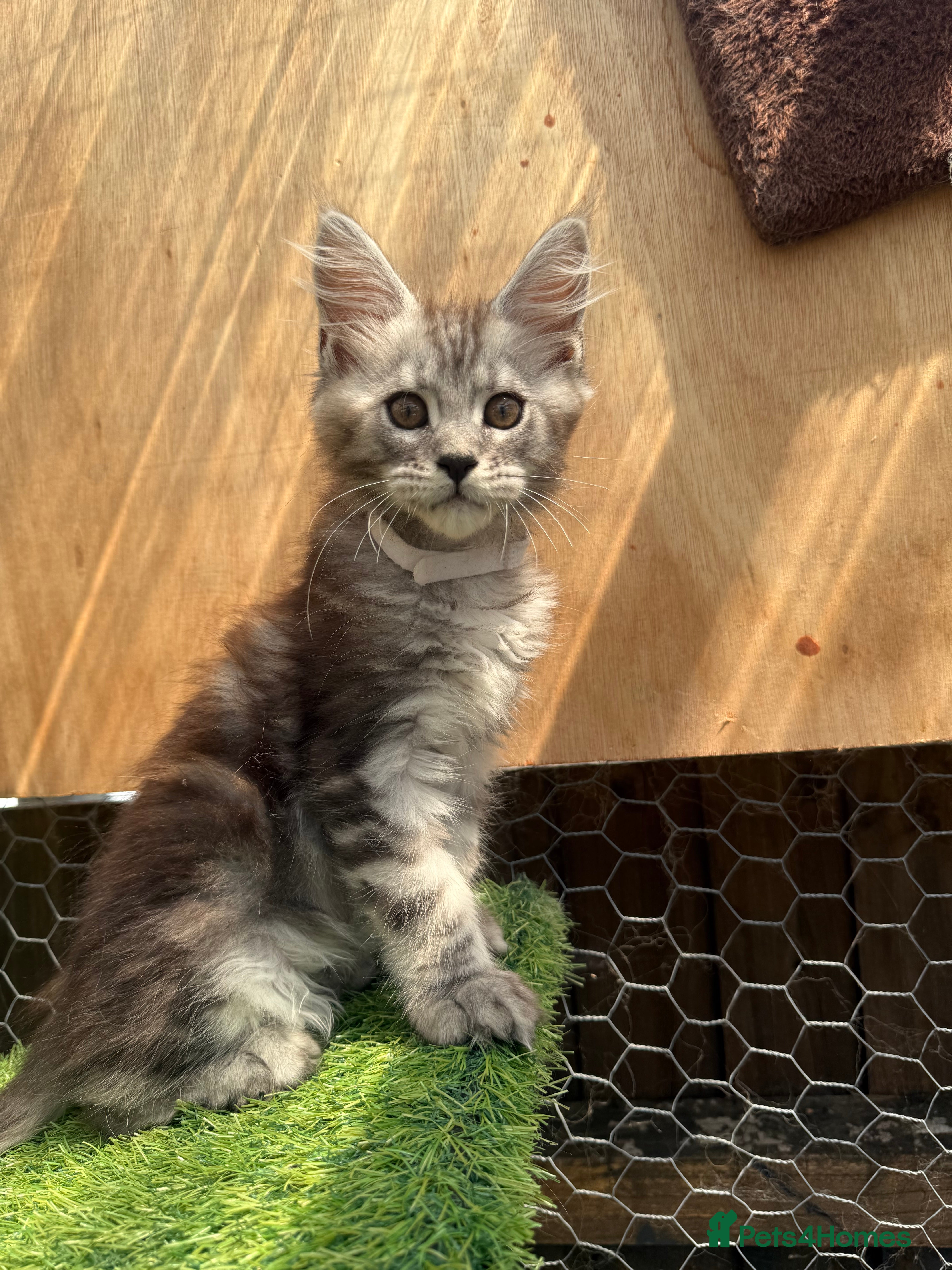 Maine Coon cats 5 Blue and Black smoke Maine Coon kittens left - Advert 2