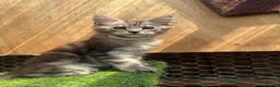 Maine Coon cats for sale: 5 Blue and Black smoke Maine Coon kittens left in Sudbury - Advert 6