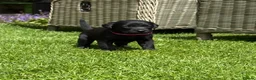 Labrador Retriever dogs for sale: Healthy puppies waiting loved by a new family  in Cheltenham - Advert 11