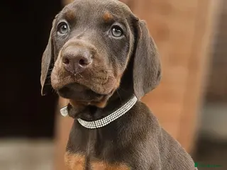 Dobermann dogs Ready Soon Top Quality pups. - Advert 2