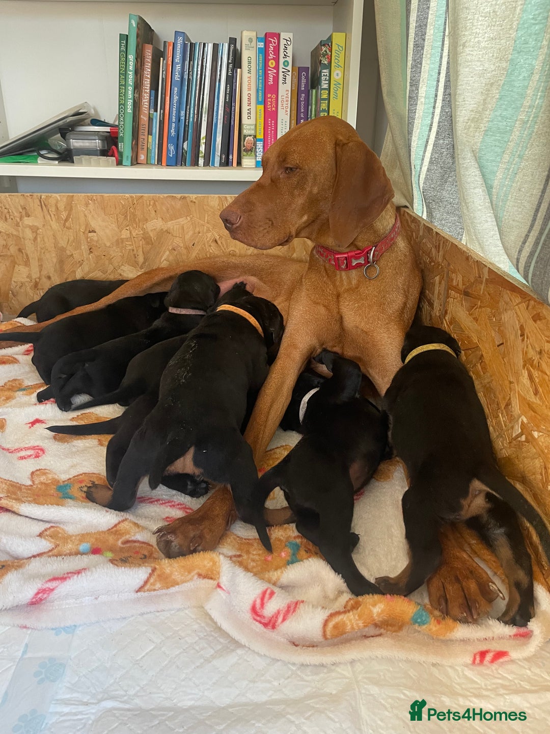 Mixed Breed dogs for sale: Vizsla/rottweiler - Image 15