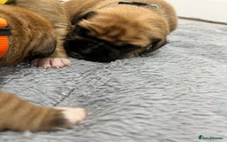 Boxer dogs for sale: Beautiful bob/tailed litter pure boxers  - Advert 11