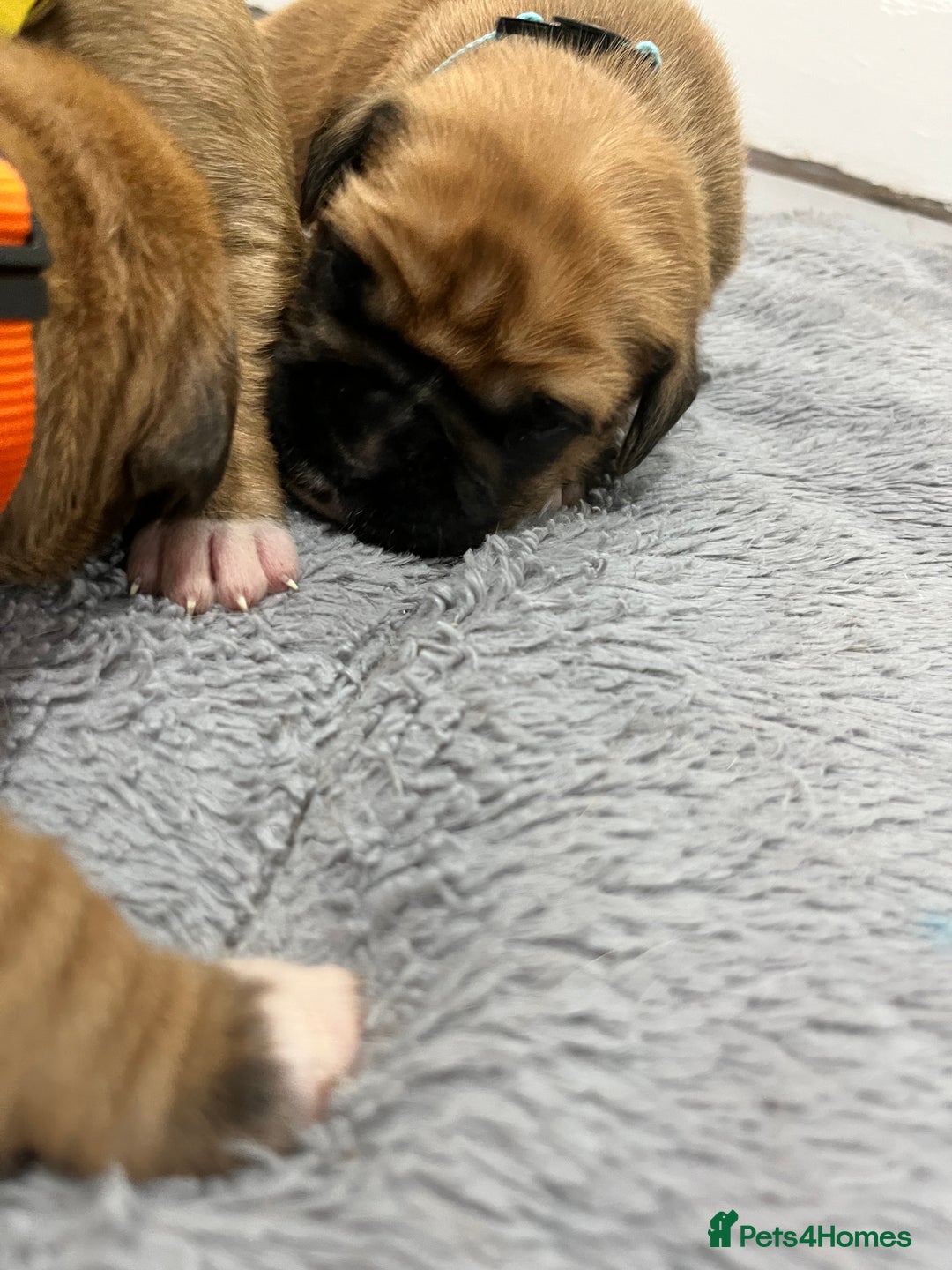 Boxer dogs for sale: Beautiful bob/tailed litter pure boxers  - Advert 11