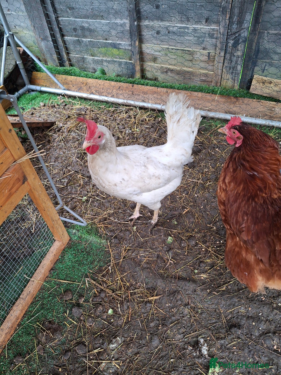 Hens poultry for sale: 3 lovely Hens for sale  - Advert 2