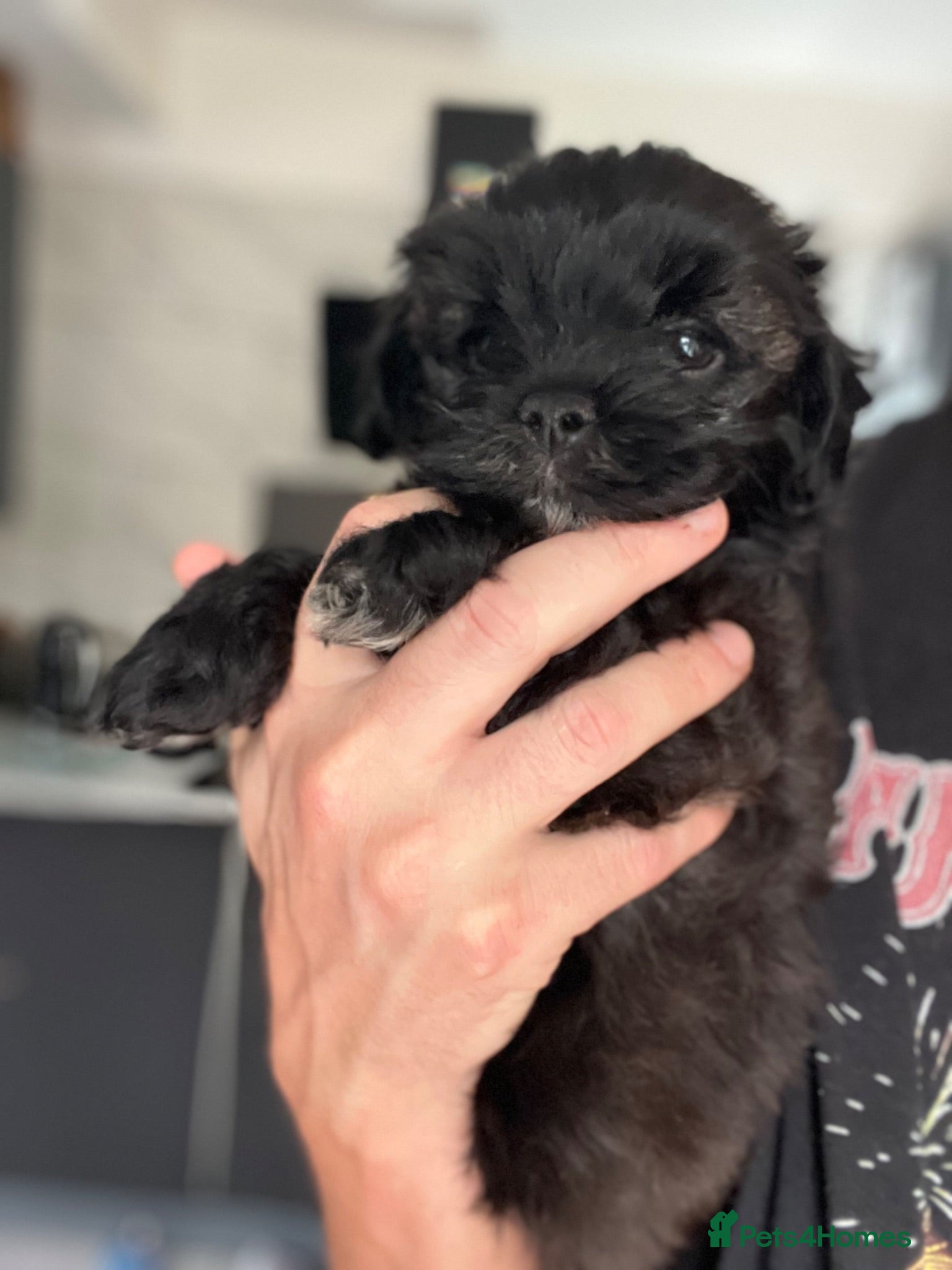 Shihpoo dogs One boy available Toy shihpoo  - Advert 2