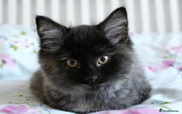Norwegian Forest Cat cats for sale: Smoke Tortie Female, Possible Norwegian Forest - Advert 1