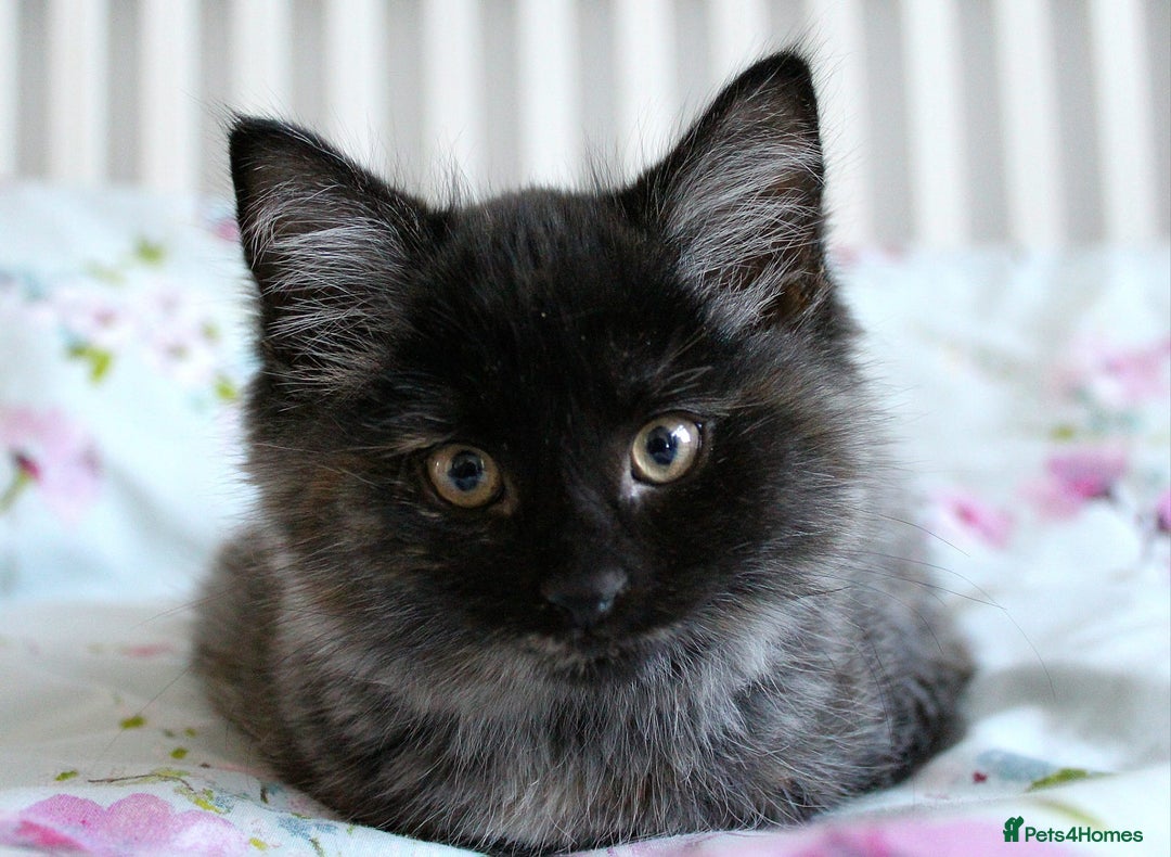 Norwegian Forest Cat cats for sale: Smoke Tortie Female, Possible Norwegian Forest - Advert 1