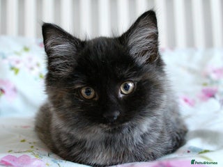 Norwegian Forest Cat cats Smoke Tortie Female, Possible Norwegian Forest - Advert 4