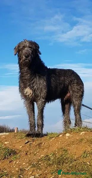 Irish Wolfhound dogs Irish Wolfhound Stud - Advert 1