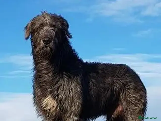 Irish Wolfhound dogs for stud: Irish Wolfhound Stud - Advert 1