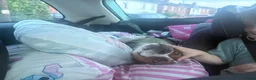 Staffordshire Bull Terrier dogs for sale: 8 month old staffy  in Romsey - Advert 6