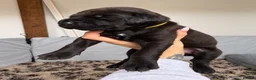 Mixed Breed dogs for sale: Irish setter cross Doberman puppies - Advert 30