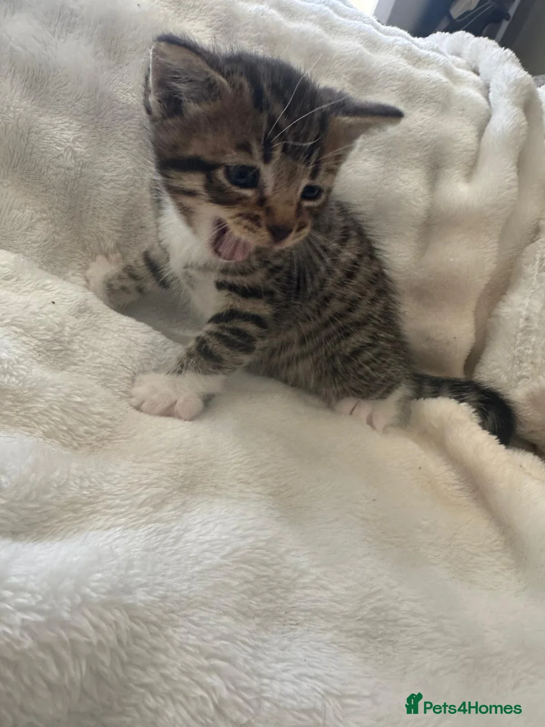 Mixed Breed cats for sale: 2 stunning boys in Liverpool - Advert 2