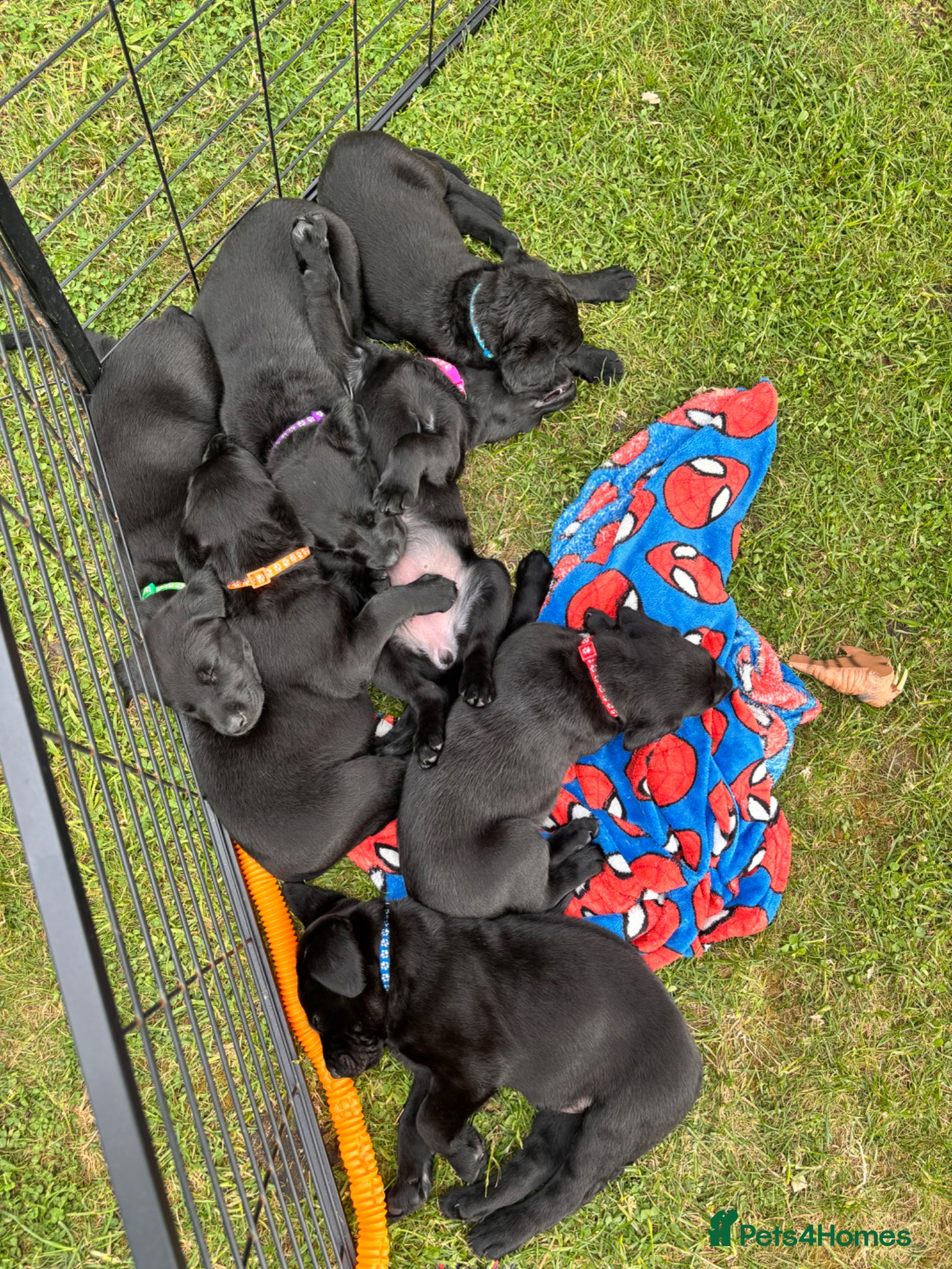 Labrador Retriever dogs for sale: 8 beautiful Black Labrador puppies for sale  - Advert 19