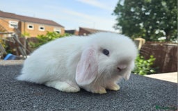 Mini Lop rabbits for sale: Baby boy mini lop rabbit - Image 2