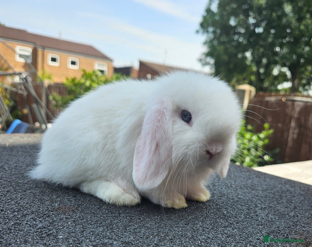 Mini Lop rabbits for sale: Baby boy mini lop rabbit - Image 2