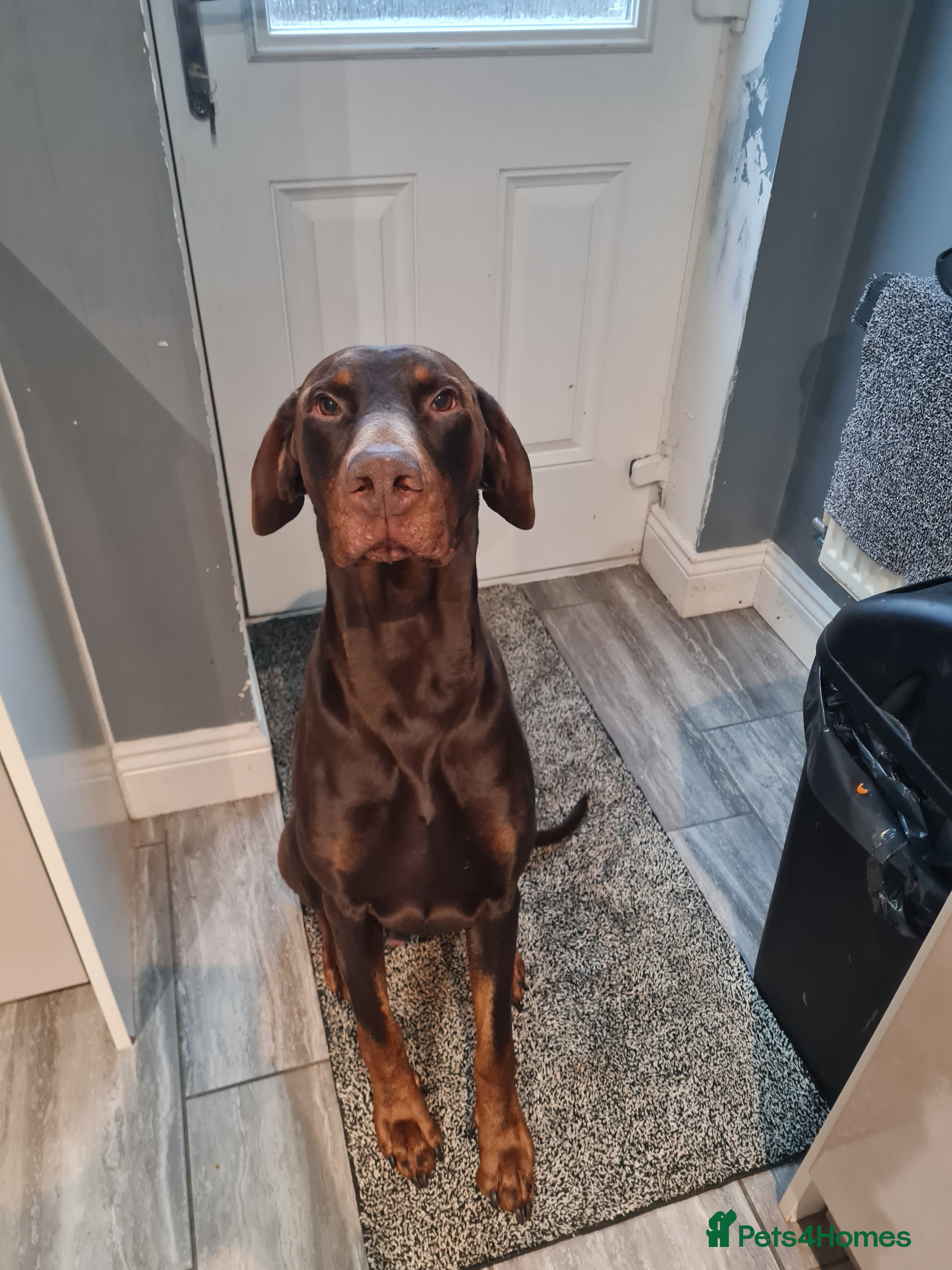 Dobermann dogs Chocolate doberman dexter - Advert 2