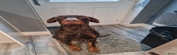 Dobermann dogs for sale: Chocolate doberman dexter - Advert 1