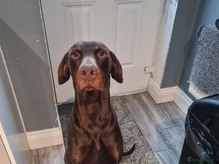 Dobermann dogs Chocolate doberman dexter - Advert 2