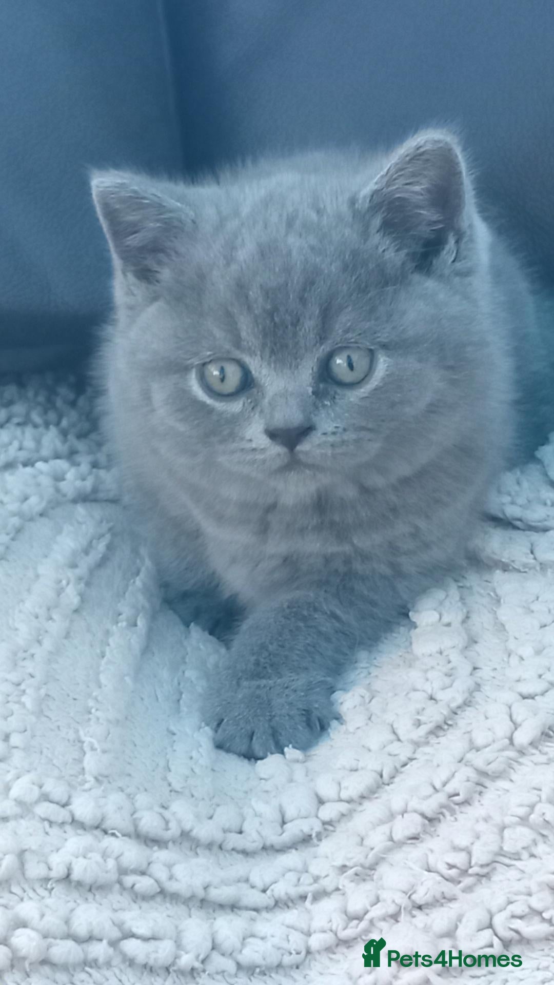 British Shorthair cats Beautiful British short-hair kittens  - Advert 1