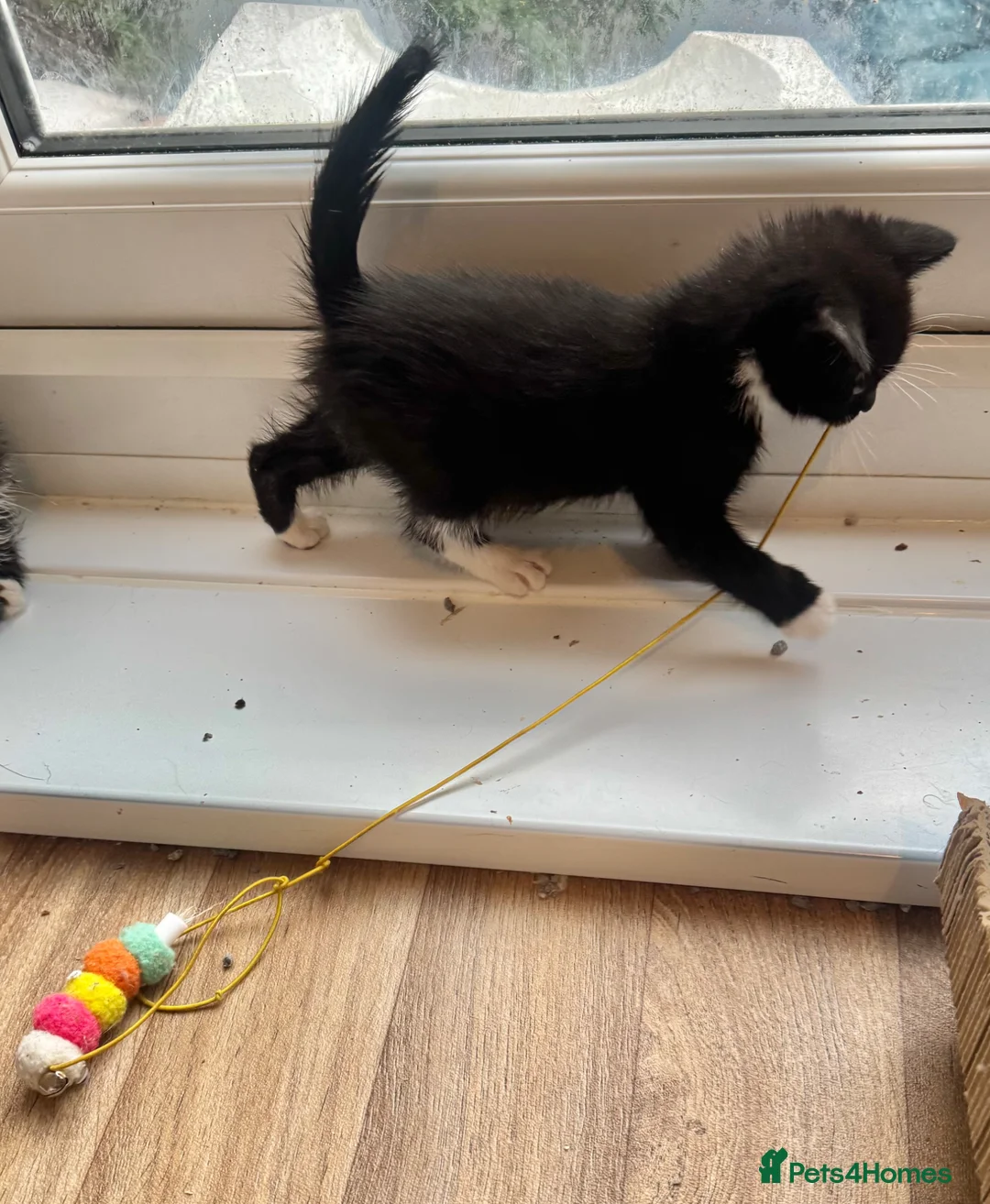 Mixed Breed cats for sale: RAGDOLL CROSS MALE KITTEN  in Willenhall - Advert 13