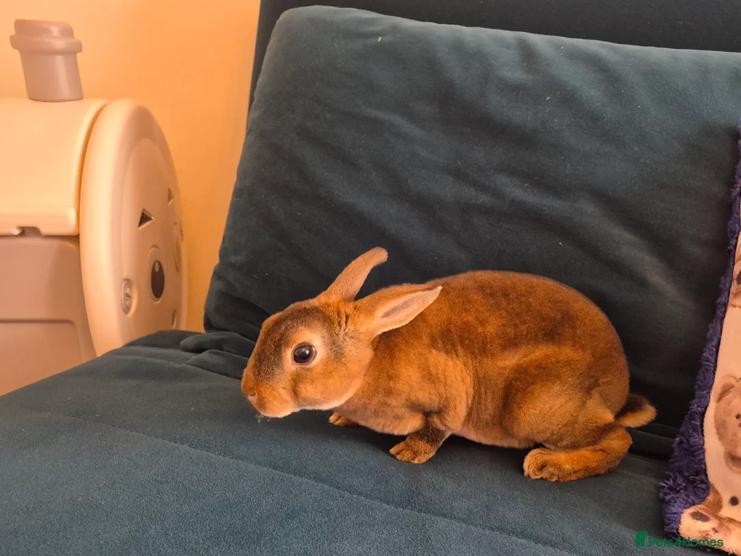 Rex rabbits for sale: x2 Bonded Baby Mini Rex Bunnies Vaccinated+Cage in Peterborough - Advert 2