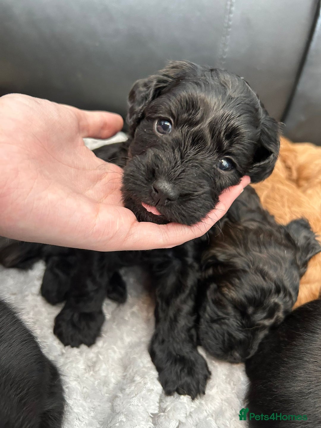 Mixed Breed dogs for sale: final reduction to find forever home  - Image 16
