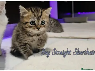 Scottish Fold cats Scotish fold kittens - Advert 6