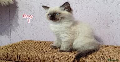 Ragdoll cats - Advert 12