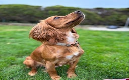 Cocker Spaniel dogs for sale: Outstandingly bred stunning worker cocker spaniels - Image 11