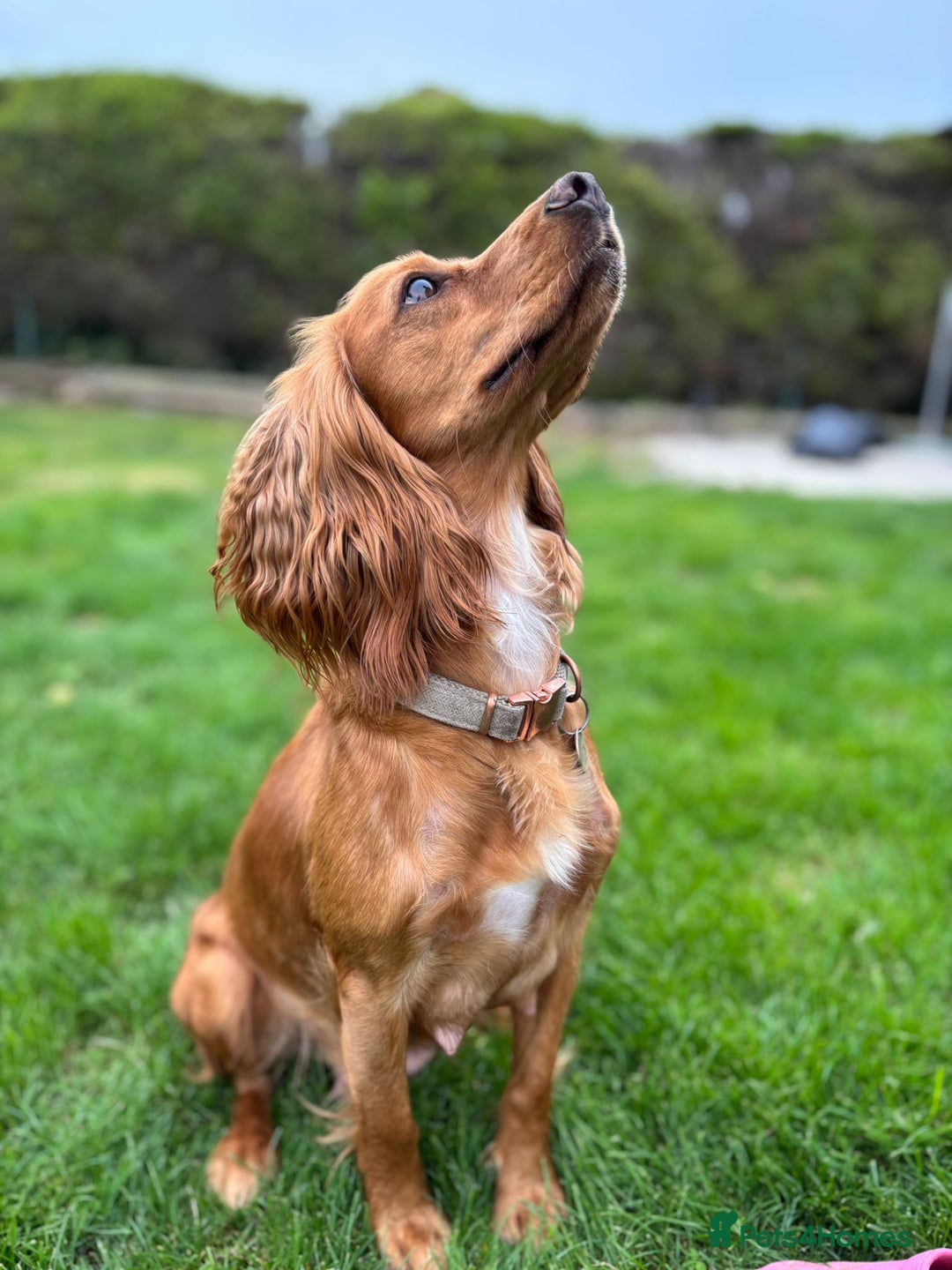Cocker Spaniel dogs for sale: Outstandingly bred stunning worker cocker spaniels - Image 11