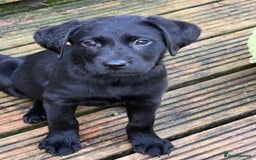 Labrador Retriever dogs for sale: Stunning Labrador puppies for sale  in Lostwithiel - Image 26